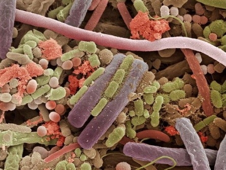 бактерии полости рта